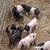 Baby pot belly pigs mix 3 thumbnail