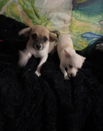 Hermosos cachorros de Chihuahua63885716757507122