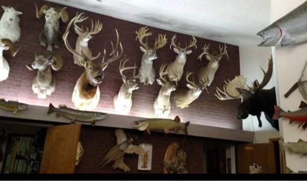 Looking to buy taxidermy mounts and antlers 1