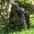 FOR ADOPTION - Heartland Equine Rescue -11yr Rocky Cross Pony 20 thumbnail