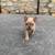 Male Frenchie 5 thumbnail