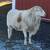 Proven Katahdin Ram Sheep 1 thumbnail