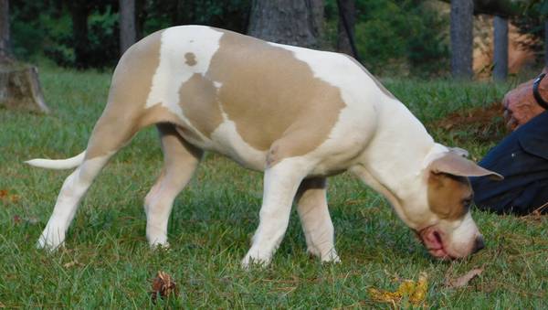 XL  American Bully (Carson,MS)63904505685506123