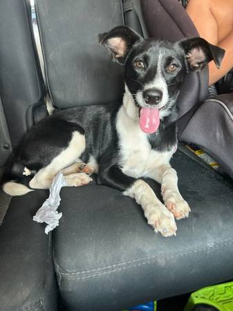 Free abandoned puppy (Marianna)63932506737155121