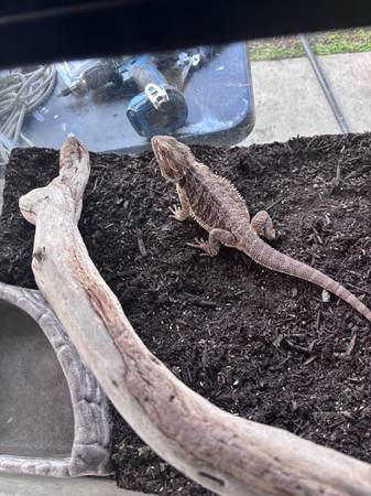 Bearded dragon 1