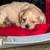 AKC Cocker Spaniel 2 thumbnail