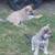 Husky/German shepard 3 thumbnail