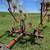 Hay rake 2 thumbnail