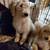 Goldendoodle for sale 2 thumbnail