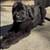 Rehoming Bernedoodles 14 thumbnail