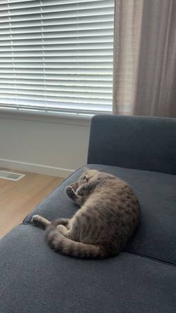 Cat (Bonney Lake)63885716953345122