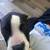 Pit /  bully puppy 2 thumbnail