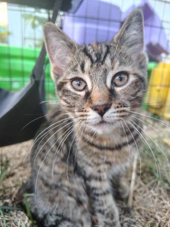 Free kittens orange grey (Findlay)63989430826627122