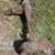1961 - 1964 impala rearend rear axel rear end differental tacoma 6 thumbnail