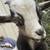 Nigerian dwarf buck 2 thumbnail