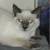 Available for adoption! Goldie & Papis' Animal Rescue 4 thumbnail
