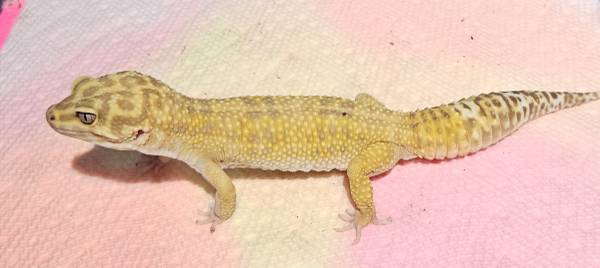 Leopard gecko. (Needs home asap) (Janesville)63735854723329120
