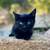 Fall kittens 4 thumbnail