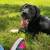 Mixed puppy 2 thumbnail