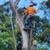 Tree removal and trimming, emergency service, pruning - Low $$ 3 thumbnail
