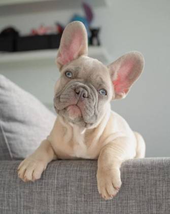 French Bulldog puppies friendly 1