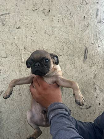 Fugs (Tulare)64025057654146120