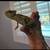 Veiled Chameleon 2 thumbnail