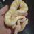 Ball Pythons 4 thumbnail
