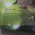 Kiss Paul Stanley Autographed Limited Edition Lyon by Washburn Guitar 9 thumbnail
