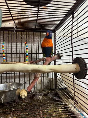 Lory male 1