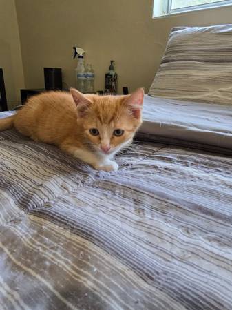 Kittens Free to good home (Beverly hills)63687883234177122