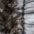 KITTENS 2 thumbnail