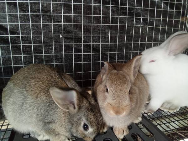 Bunny Rabbits weaned 1