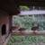 quail chicks, GR PYR 1 thumbnail