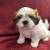 Pure bred shih tzu puppies 6 thumbnail