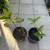 Guava fruit tree 1 thumbnail