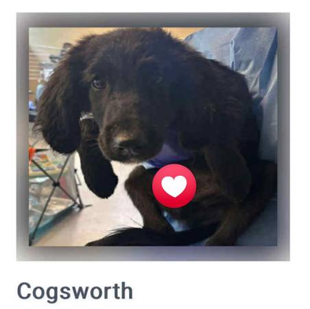 Foster or Foster to adopt Cogsworth (Media Pa)63975492295426121
