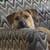 Dog daycare and boarding in my home 2 thumbnail