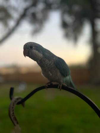 Joven loro cuáquero (Ocala)63861782298497121