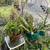Assorted House Plants - All in Ceramic or Terracotta Pots 3 thumbnail