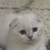 Scottish fold kitten 1 thumbnail