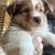 Mini Australian Shepherd 4 thumbnail