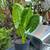 Elephant Ear Plant 1 thumbnail