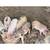 Pigs for sale 2 thumbnail