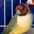 Lady Gouldian Finches 2 thumbnail