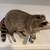 Nice Group of Taxidermy 1 thumbnail