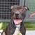 Foster or Adopter Needed - Super sweet 3yr old Family dog - SOS 3 thumbnail
