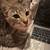 Cats 1 thumbnail