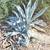 Agave, cactus, aloe vera plants 6 thumbnail