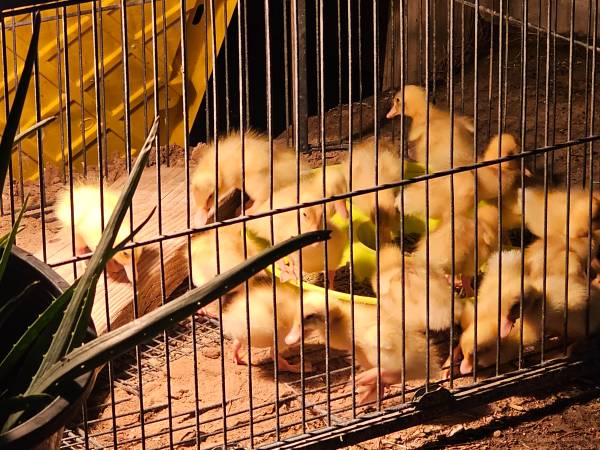 Young ducks 1
